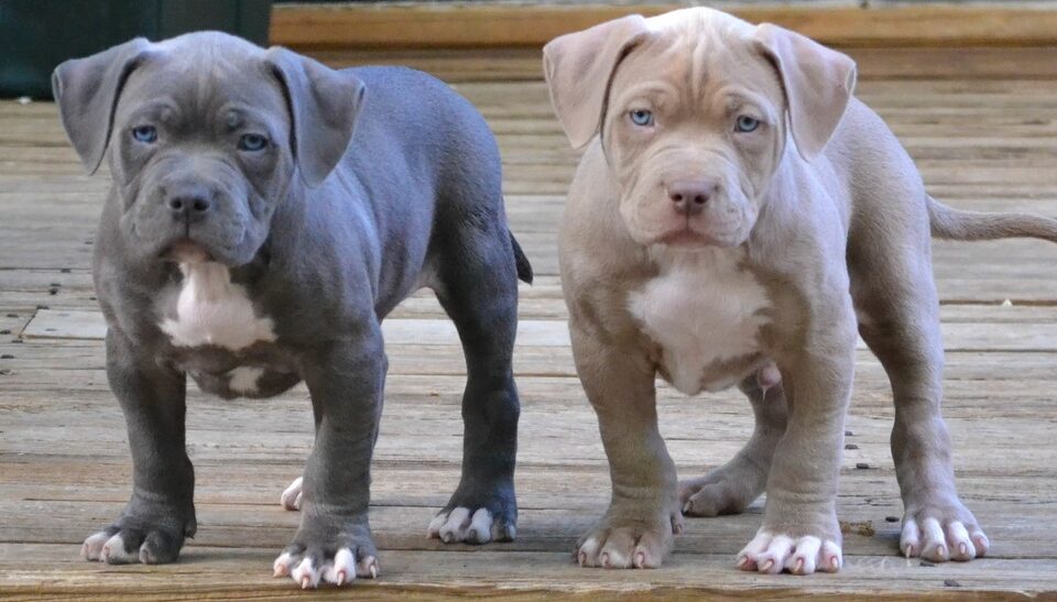 Filhotes de Pit Monster